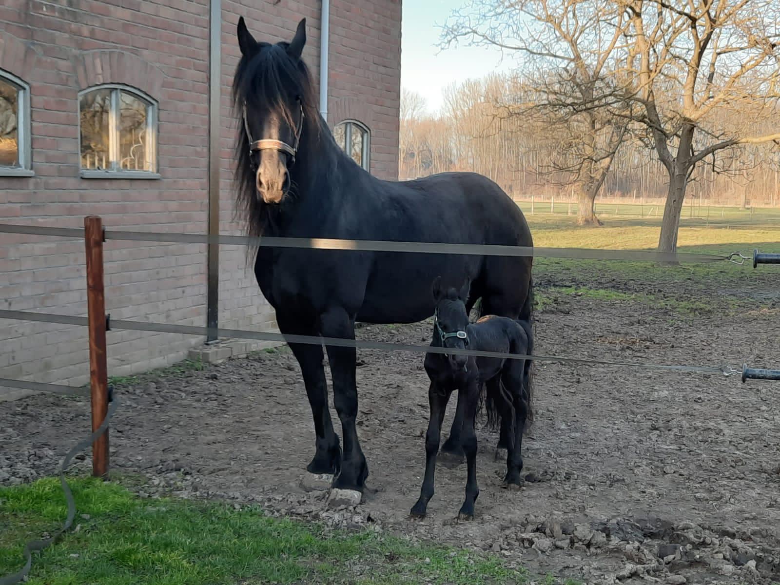 Familie Beekhuizen