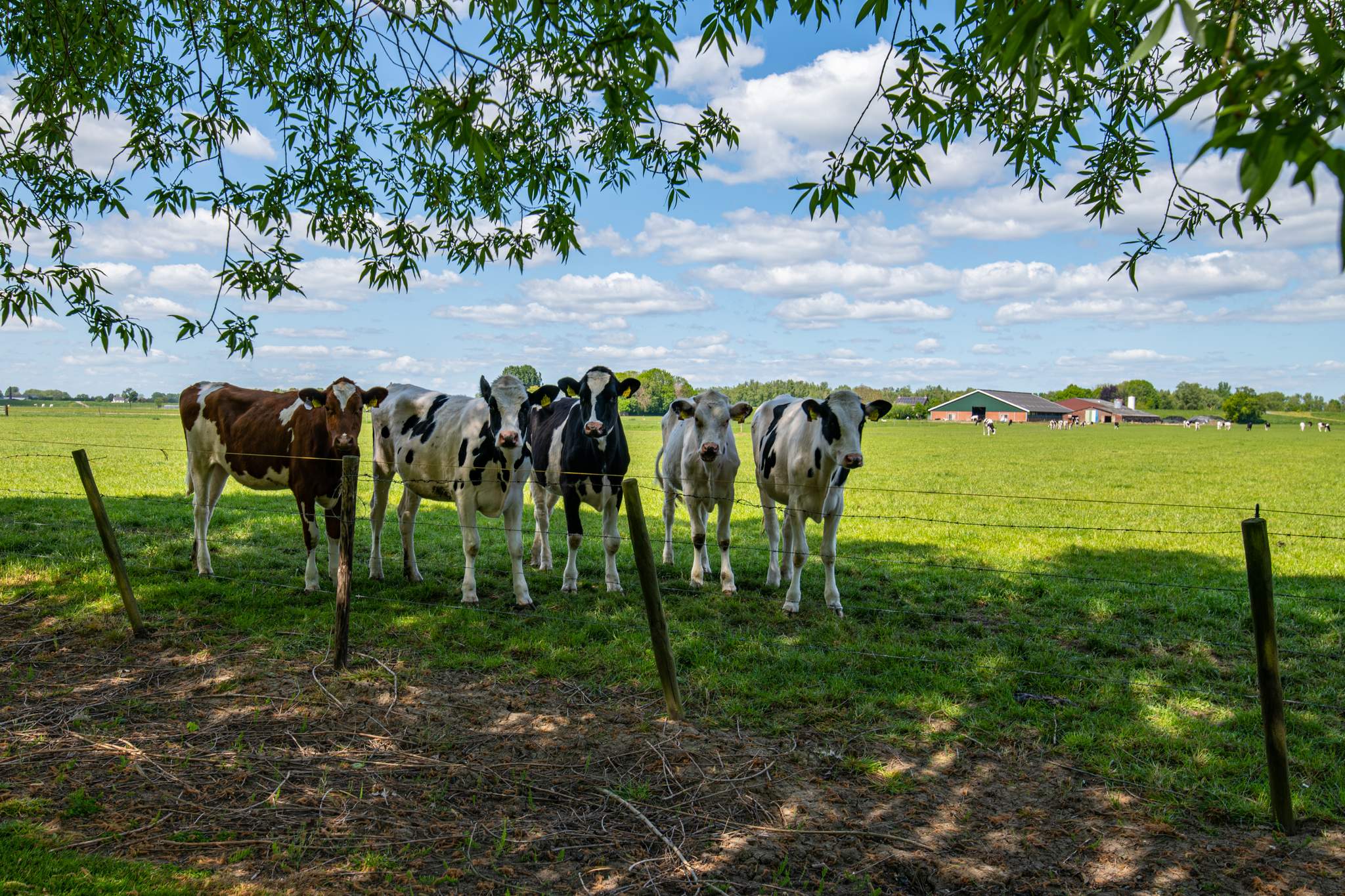 Familie Beekhuizen